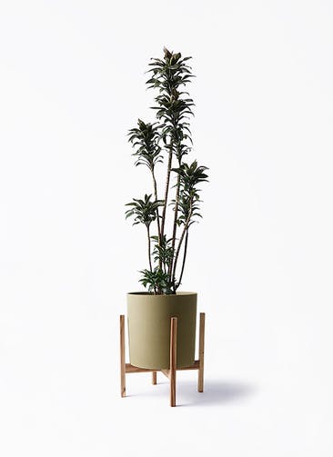 観葉植物 ドラセナ パープルコンパクタ 8号 ホルスト シリンダー オリーブ ウッドポットスタンド付き