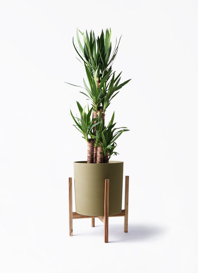 ユッカ ノーマル | 観葉植物 | インテリアやギフトに - Hitohana
