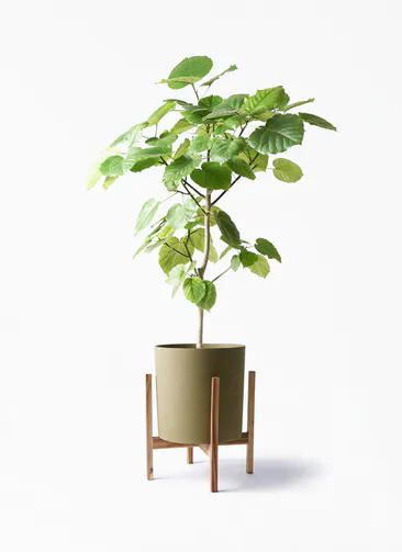 札幌に贈る観葉植物の通販 Hitohana ひとはな