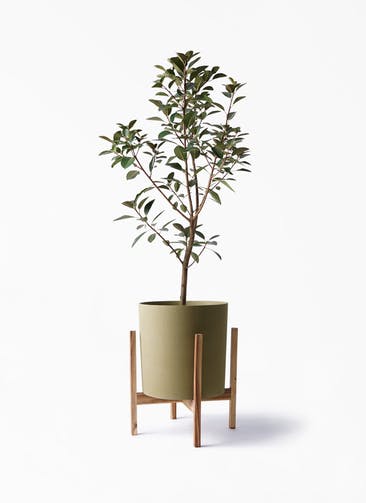 観葉植物 フランスゴムの木 8号 ノーマル ホルスト シリンダー オリーブ ウッドポットスタンド付き