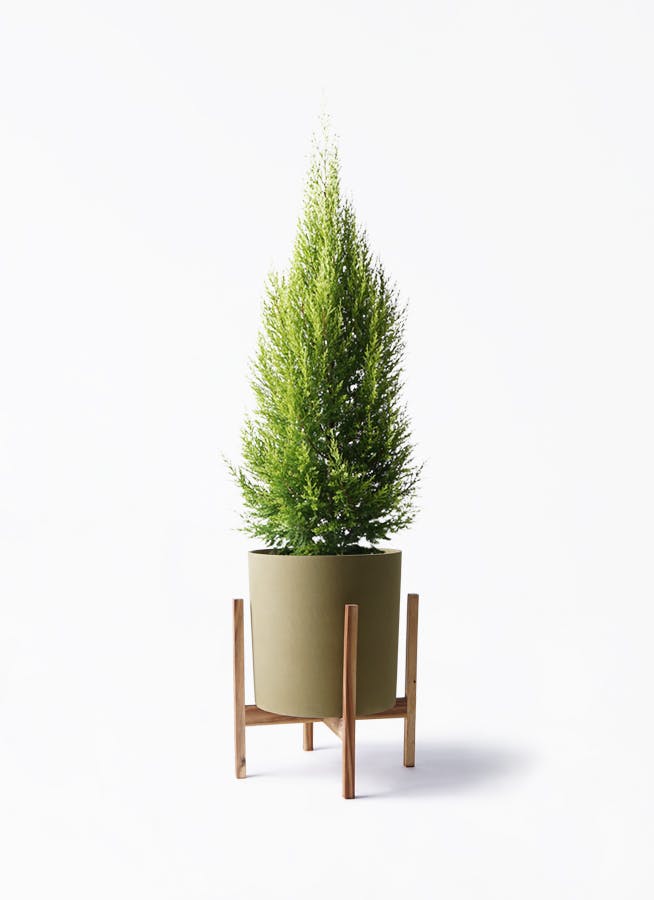ゴールドクレスト 8号 | 観葉植物通販HitoHana(ひとはな)