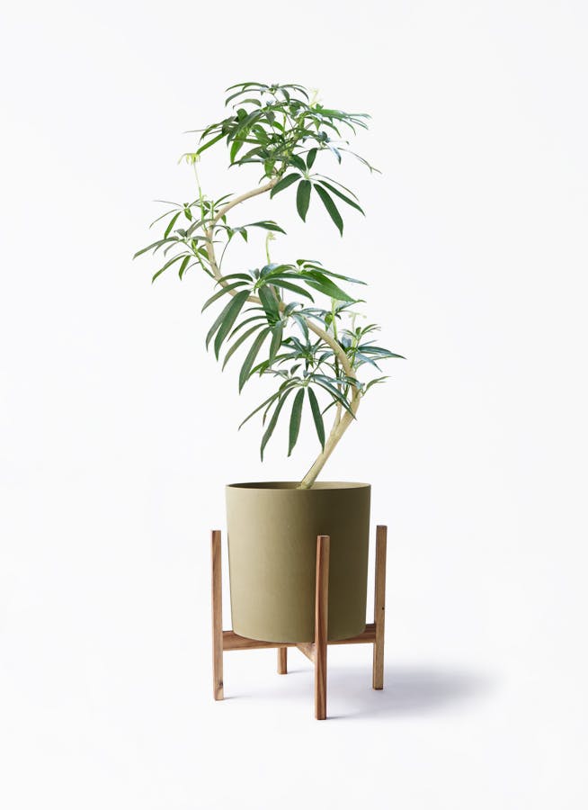 シェフレラ アンガスティフォリア 曲がり | HitoHana(ひとはな)