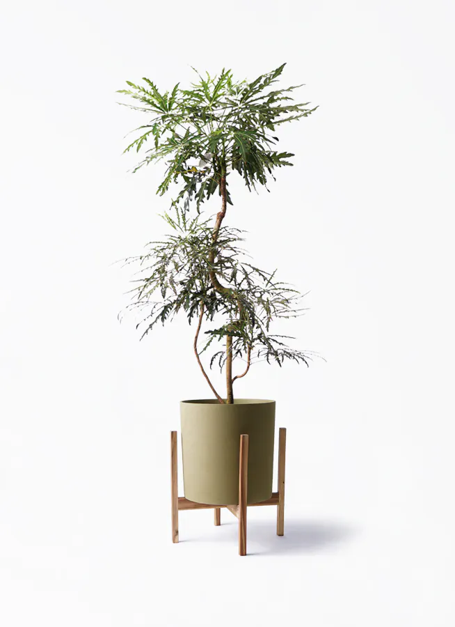 グリーンアラレア 8号 | 観葉植物通販HitoHana(ひとはな)