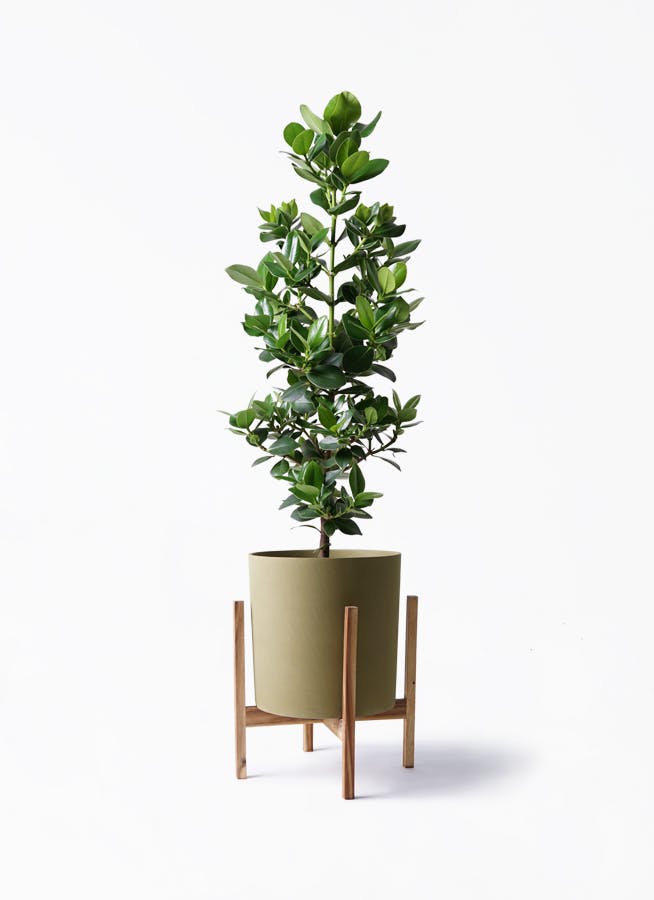 クルシア ロゼア プリンセス | 観葉植物の通販ならHitoHana（ひとはな）