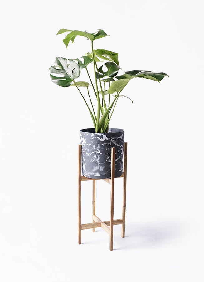 観葉植物 モンステラ 6号 ボサ造り ホルスト シリンダー マーブル ウッドポットスタンド付き | 観葉植物ならHitoHana(ひとはな)