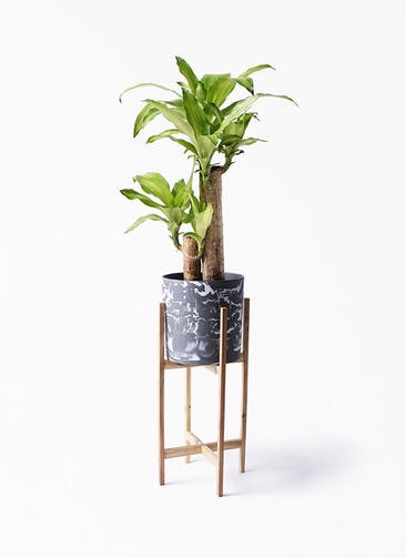 観葉植物 ドラセナ 幸福の木 6号 ノーマル ホルスト シリンダー マーブル ウッドポットスタンド付き
