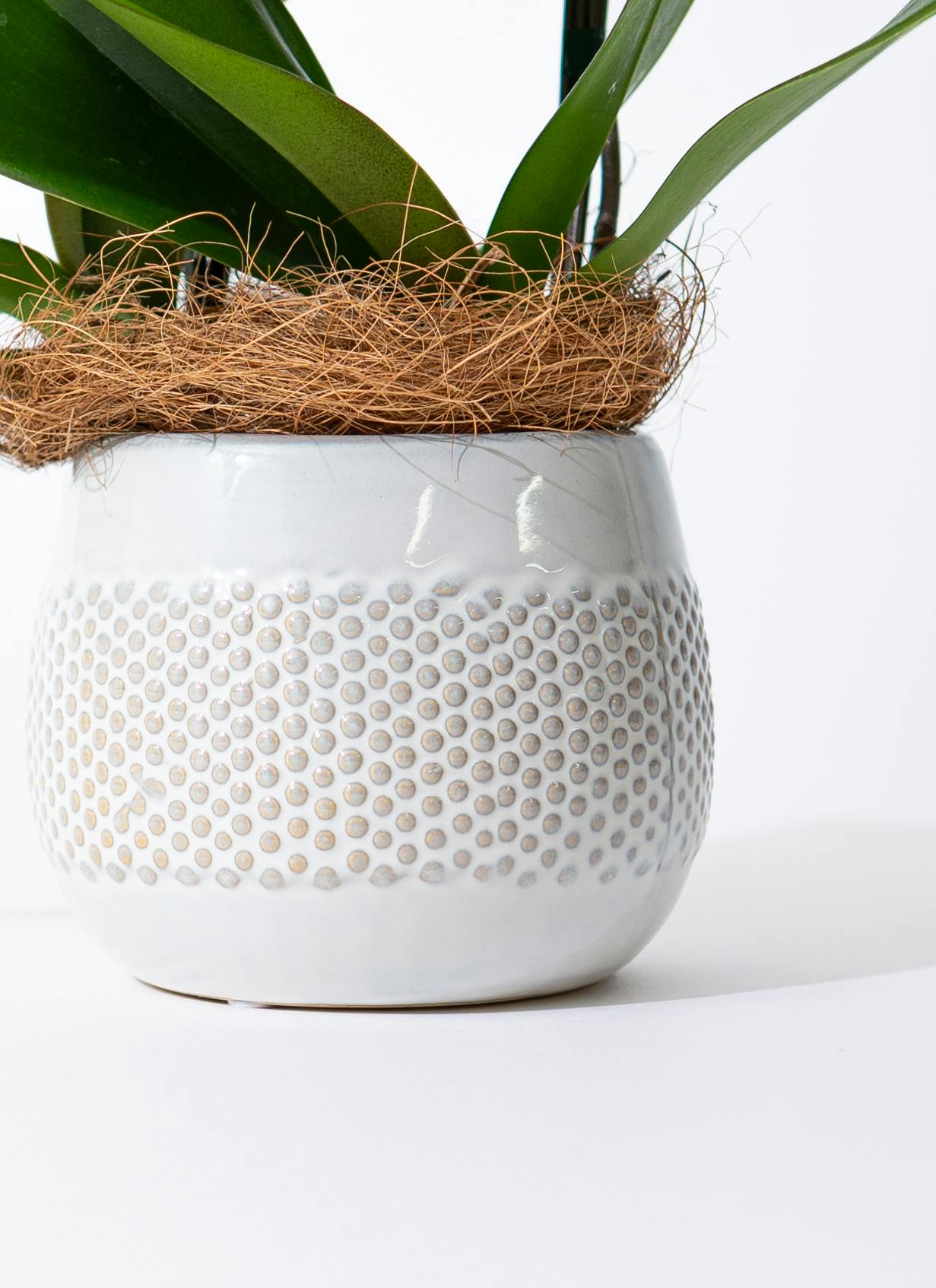 一株限定❣️胡蝶蘭とアイビーの鉢植え 二本立ち 陶器鉢付き