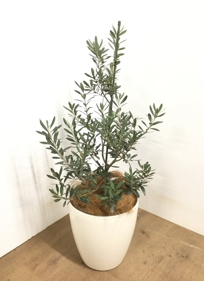 観葉植物 【110cm】 オリーブの木  8号 チプレッシーノ #22953