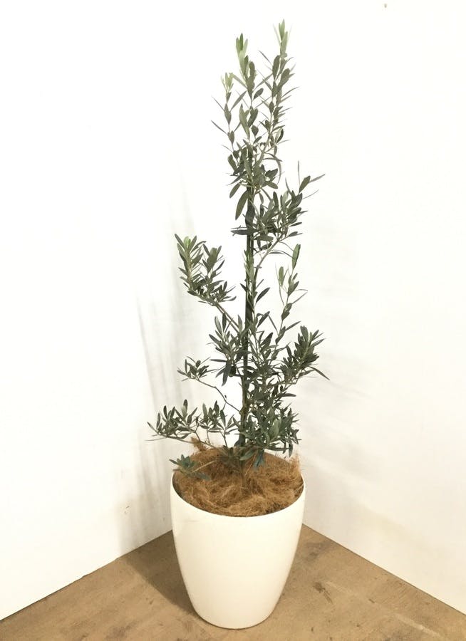 観葉植物 【125cm】 オリーブの木  8号 チプレッシーノ #22954