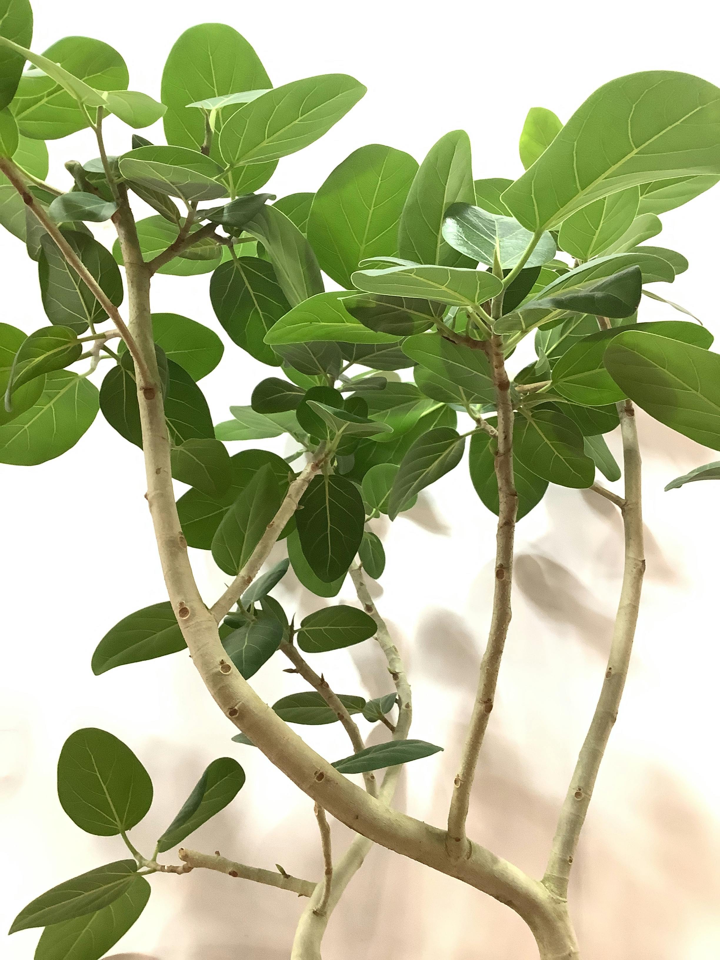フィカス ベンガレンシス(ベンガルボダイジュ) 8号 140cm - 植物/観葉植物