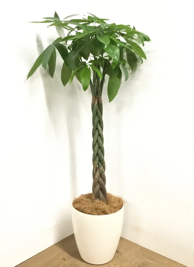 観葉植物 160cm パキラ 10号 観葉植物ならhitohana ひとはな
