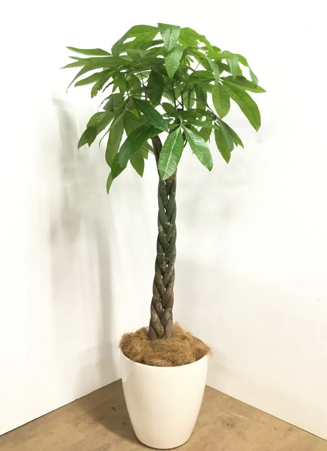 観葉植物 160cm パキラ 10号 観葉植物ならhitohana ひとはな