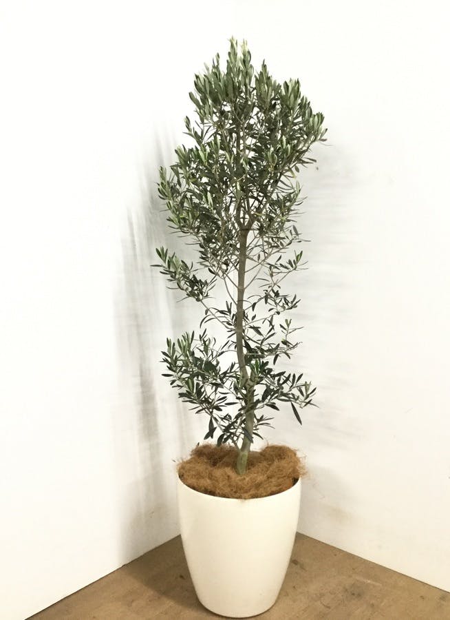 オリーブの木(1m60cm)観葉植物
