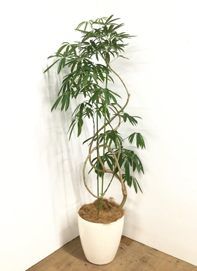 観葉植物 1都3県 限定配送 185cm シェフレラ アンガスティフォリア 10号 観葉植物ならhitohana ひとはな 観葉植物 1都3県 限定配送 185cm シェフレラ アンガスティフォリア 10号 観葉植物ならhitohana ひとはな
