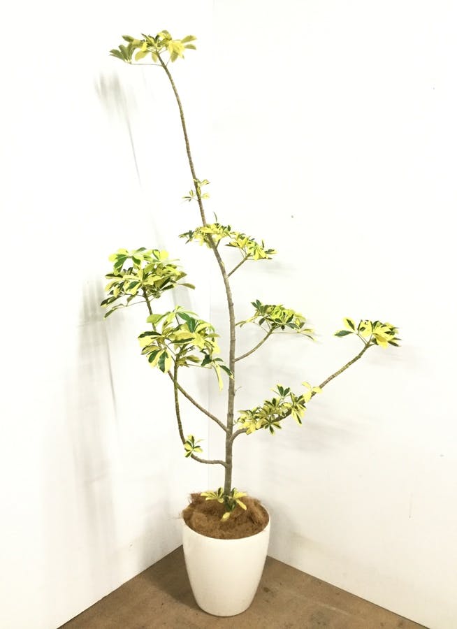 観葉植物 1都3県 限定配送 180cm カポック シェフレラ ハッピーイエロー 8号 観葉植物ならhitohana ひとはな 観葉植物 1都3県 限定配送 180cm カポック シェフレラ ハッピーイエロー 8号 観葉植物ならhitohana ひとはな