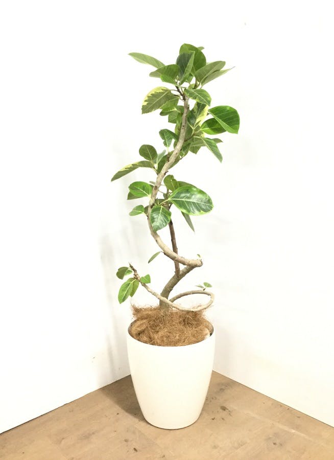 観葉植物 1cm フィカス アルテシーマ 8号 観葉植物ならhitohana ひとはな