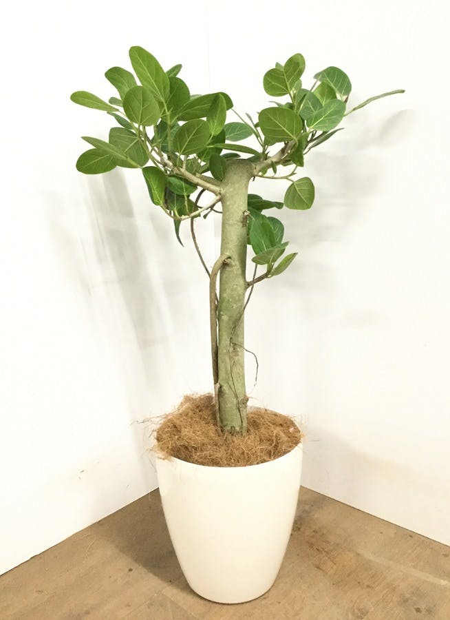 観葉植物 90cm フィカス ベンガレンシス 7号 観葉植物ならhitohana ひとはな