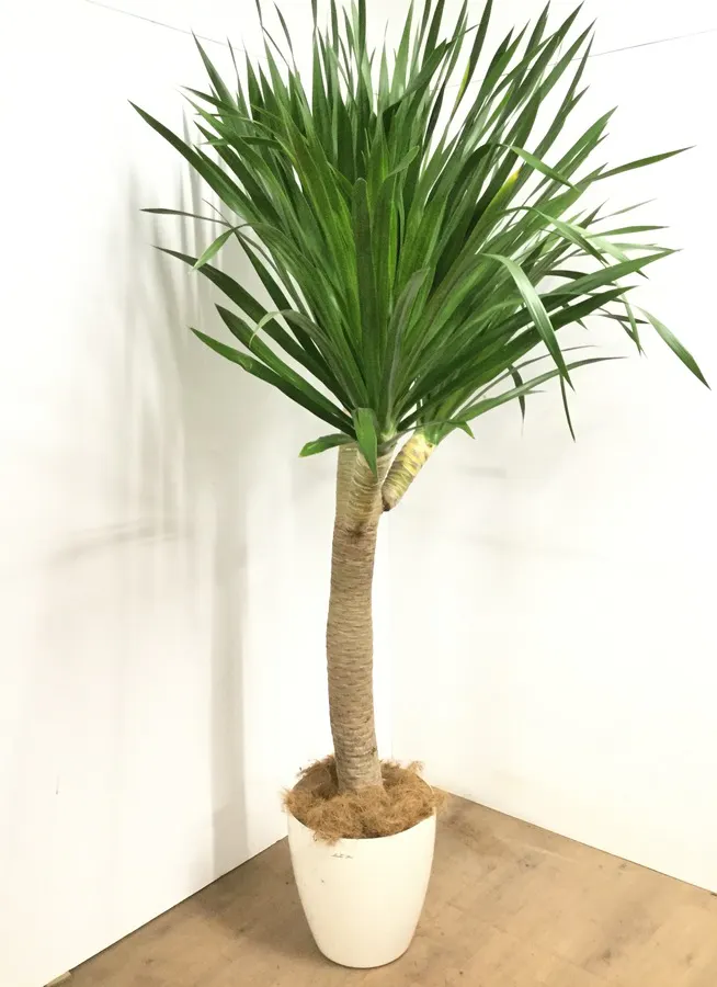 観葉植物 1都3県 限定配送 0cm ドラセナ ドラコ 10号 観葉植物ならhitohana ひとはな