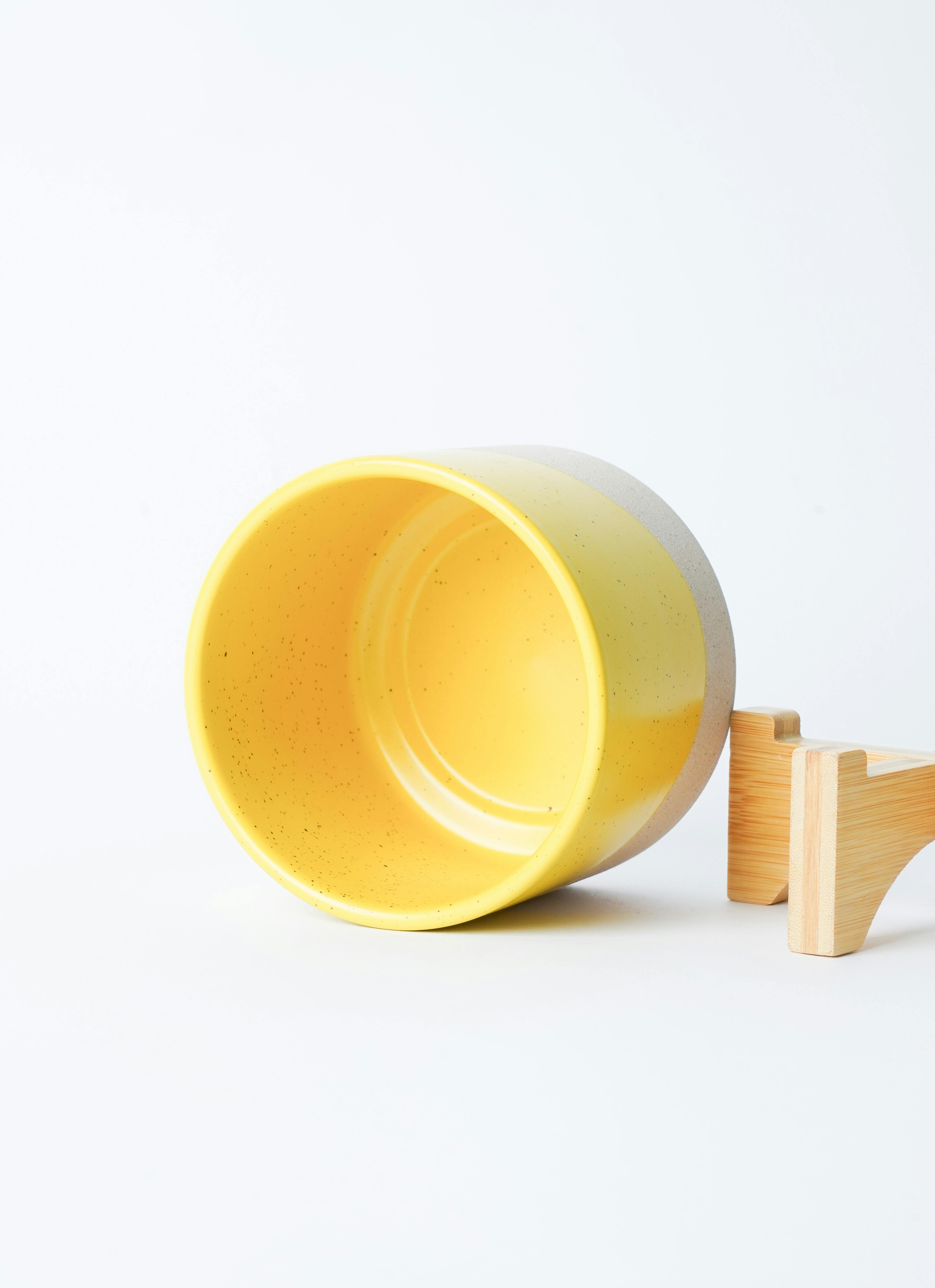 観葉植物 テーブルヤシ 3号 レーナ 15 Y イエロー 付き | 観葉植物なら