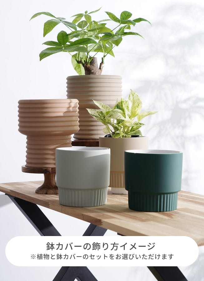 吉村秀峰懸崖鉢緑色とベージュのグラデーション