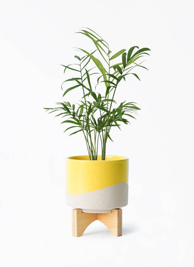 観葉植物 テーブルヤシ 3号 レーナ 15 Y イエロー 付き | 観葉植物なら