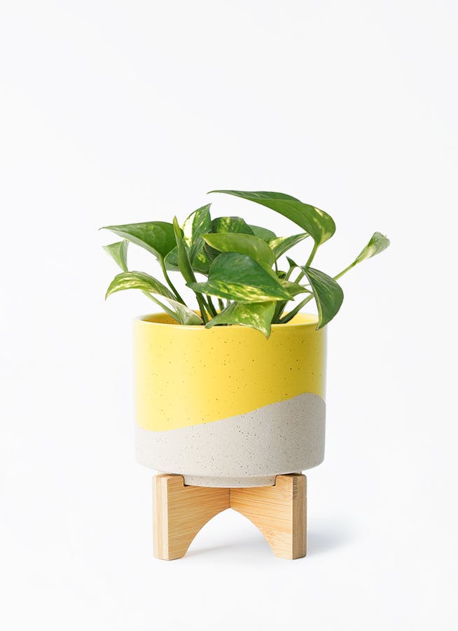 モンステラ・ポトス CARYOTA URENS `VARIEGATED` 観葉植物 ポトス 3号 ゴールデン レーナ 15 Y イエロー 付き