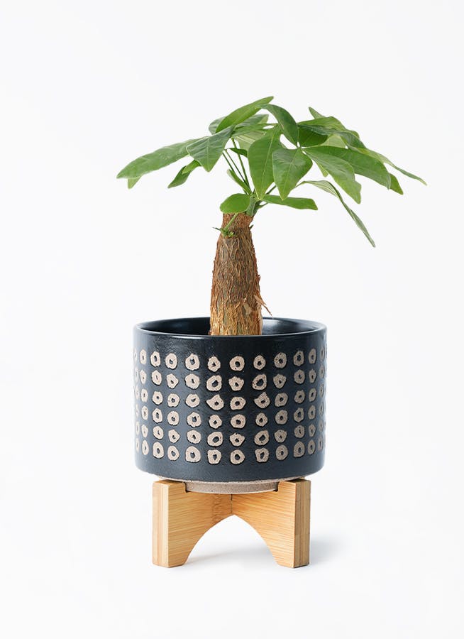 観葉植物 パキラ 3号 朴 レータ 15 K & スタンド ブラック 付き