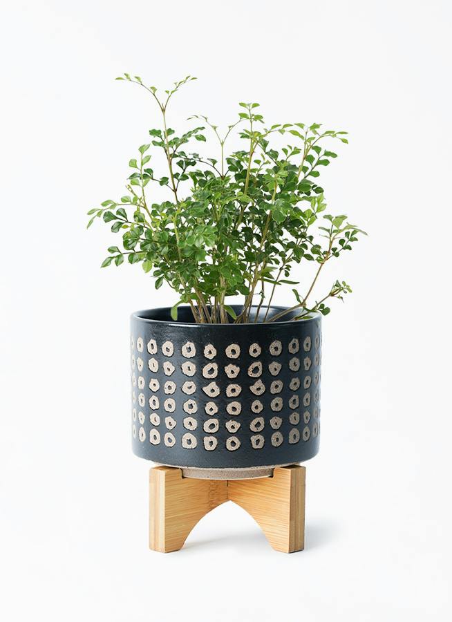 観葉植物 シマトネリコ 3号 レータ 15 K & スタンド ブラック 付き