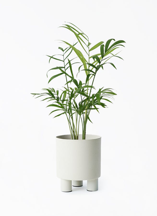 テーブルヤシ | 観葉植物の通販ならHitoHana（ひとはな）