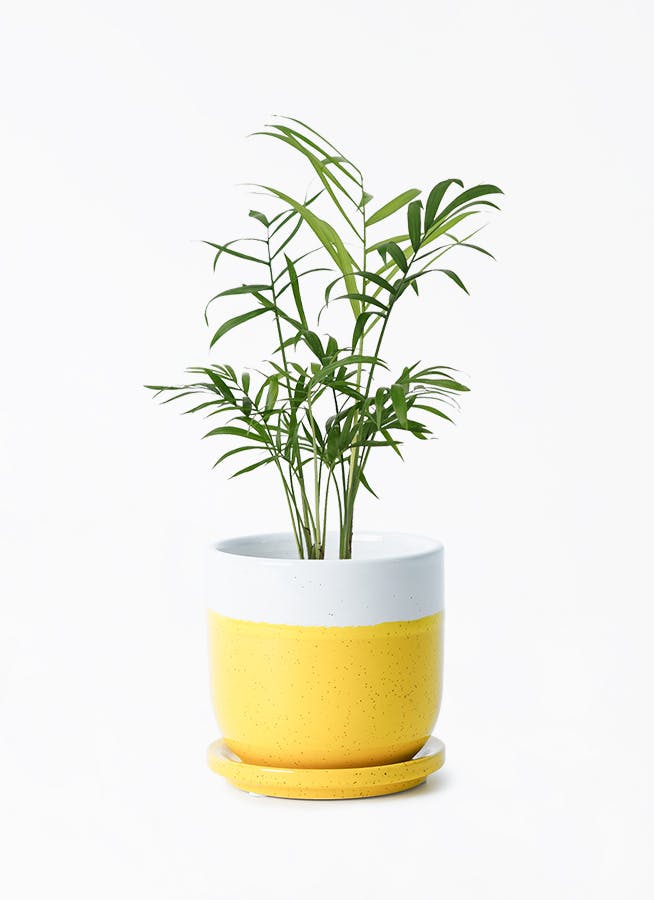 イッペー。花。ピンク。観葉植物。鉢ごと無料で発送致します。 anthurium-2027_1.jpg?1724311457