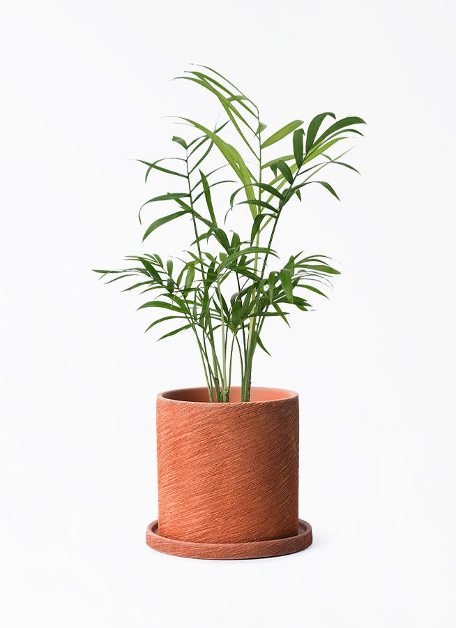 テーブルヤシ 3号 | 観葉植物ならHitoHana