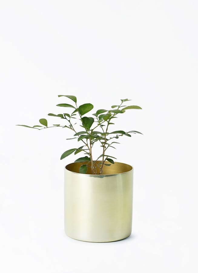 観葉植物 ソテツ 3号 実生 ラーケルシリンダー 11 ゴールド 付き