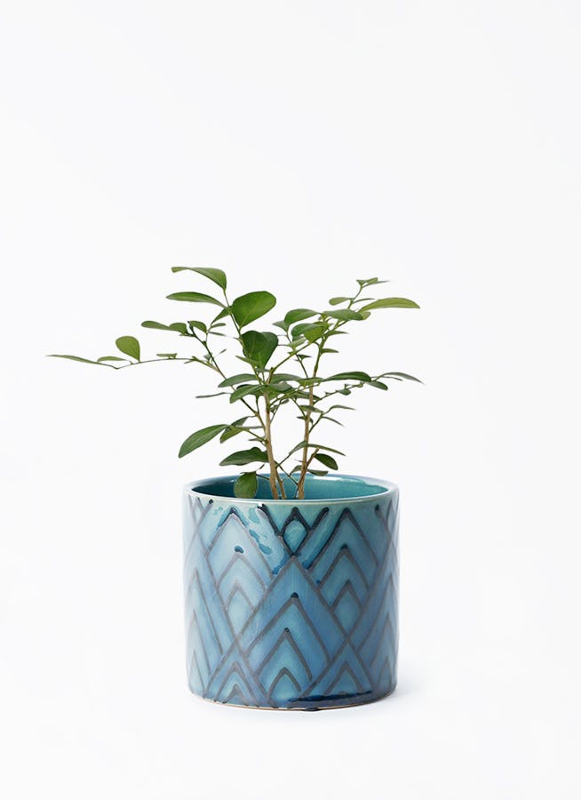 観葉植物 ポトス エンジョイ 3号 カイス シリンダー 12 B 付き | 観葉