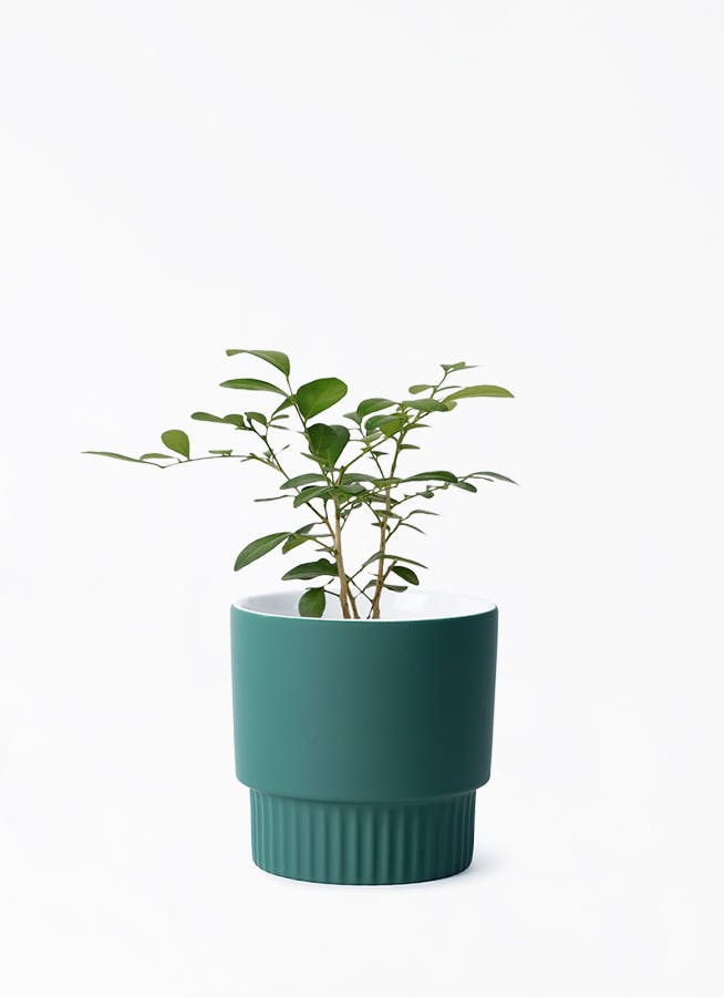 鉢カバー ブルー・グリーン 3号 | 観葉植物の鉢ならHitoHana