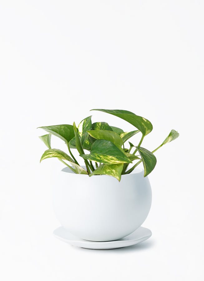 ポトスさま専用 TRIBAL 様専用♡ポトスエクセレント&グローバル