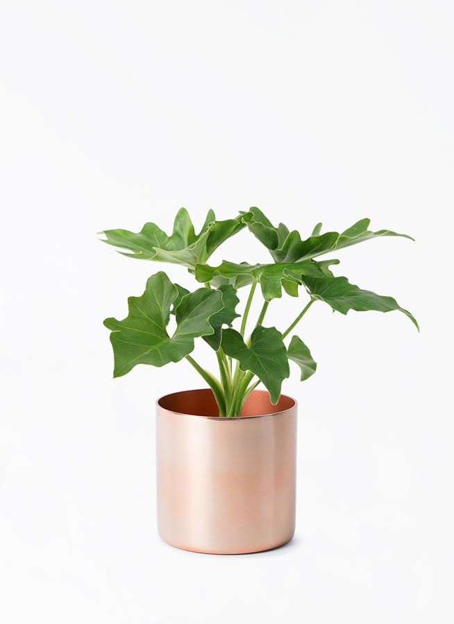 フィロデンドロン　セローム3 観葉植物 フィロデンドロン 3号 セローム ヒトデカズラ Color