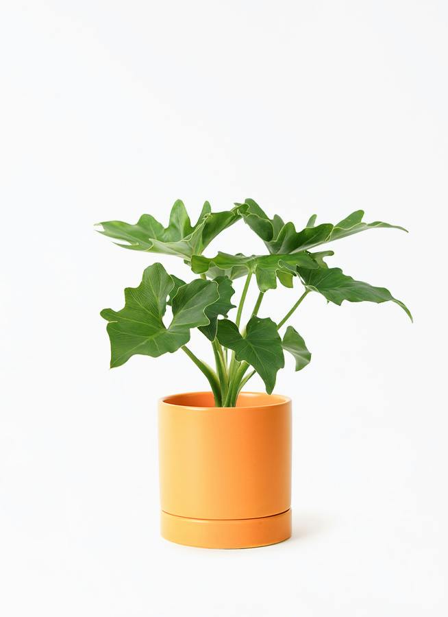 観葉植物 フィロデンドロン 3号 セローム ヒトデカズラ オーセ 11 Y