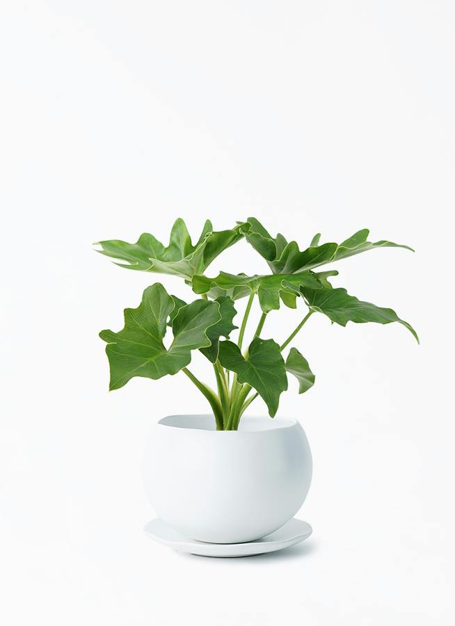 観葉植物 フィロデンドロン 3号 セローム ヒトデカズラ マリナ 白 L