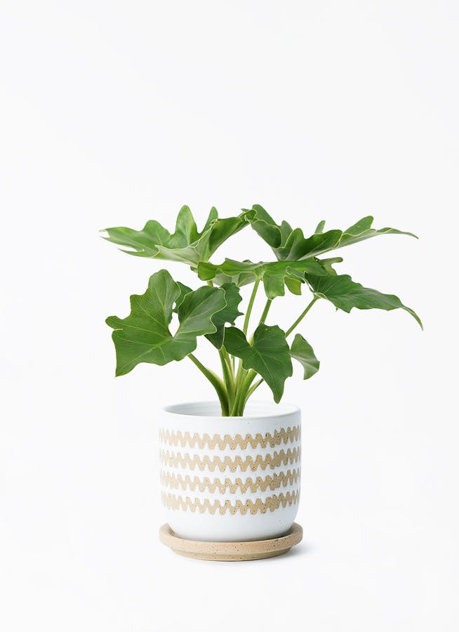 観葉植物 フィロデンドロン 3号 セローム ヒトデカズラ インナ