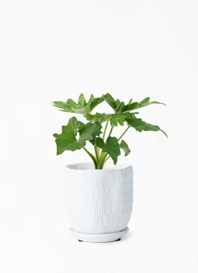 観葉植物 フィロデンドロン 3号 セローム ヒトデカズラ ハピ 白 S 付き