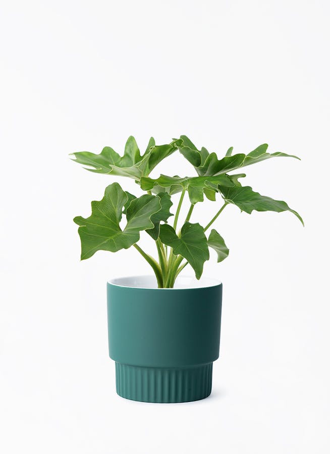 2025年最新】Yahoo!オークション -観葉植物 フィロデンドロン