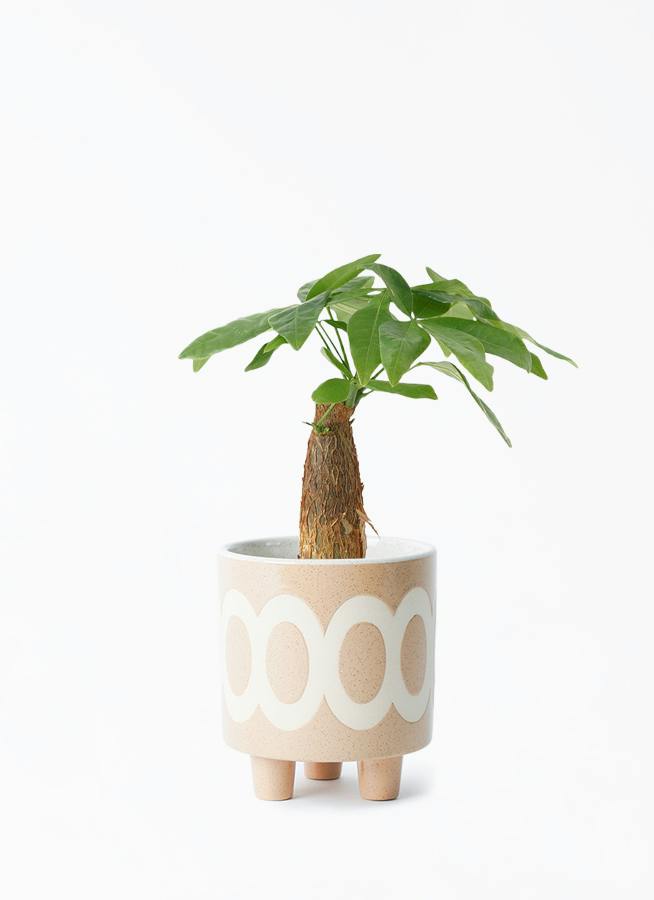 観葉植物 パキラ 3号 朴 ラダ 12 B ベージュ 付き | 観葉植物なら 
