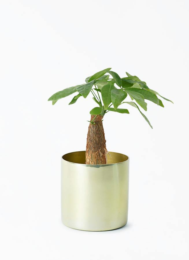 観葉植物 パキラ 3号 朴 ラーケルシリンダー 11 ゴールド 付き | 観葉