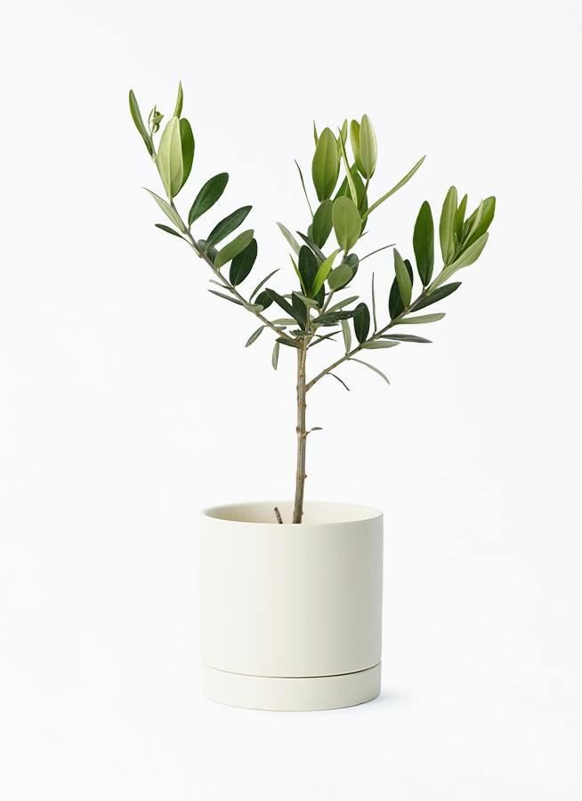 観葉植物 オリーブの木 3号 ルーツ 11 L ベージュ 付き | 観葉植物なら 