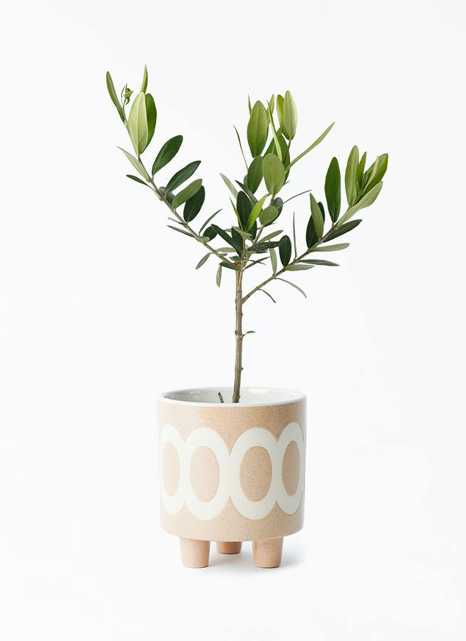 観葉植物 オリーブの木 3号 ラダ 12 B ベージュ 付き | 観葉植物なら