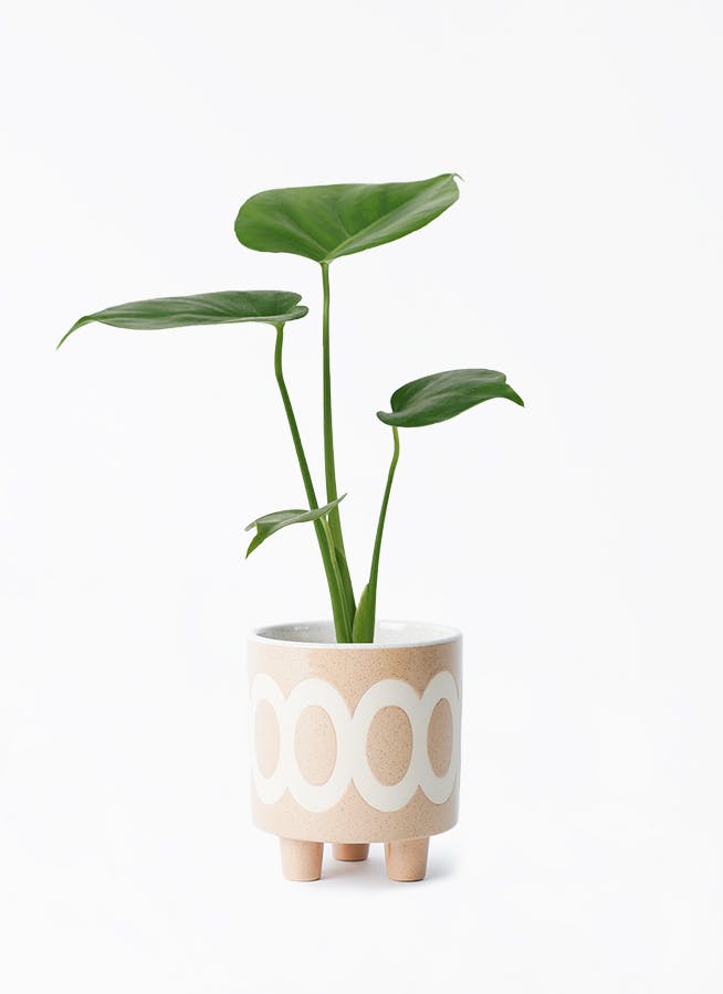 モンステラ 3号 | 観葉植物ならHitoHana