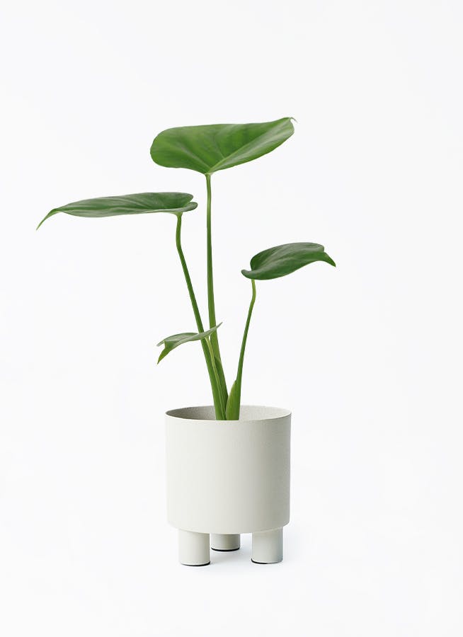 モンステラ 3号 | 観葉植物ならHitoHana