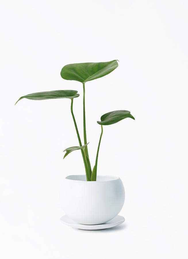 モンステラ 3号 | 観葉植物ならHitoHana