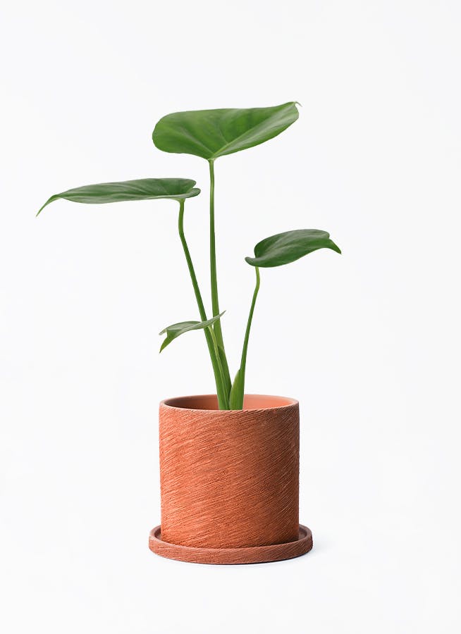 モンステラ 3号 | 観葉植物ならHitoHana