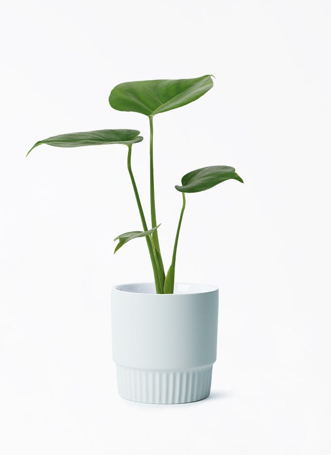 モンステラ・ポトス k Amazon | 園芸支柱 モスポール モンステラ観葉植物 ポトス ヘゴ ココ